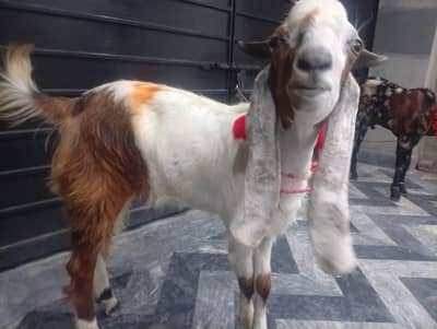 Goats for sale