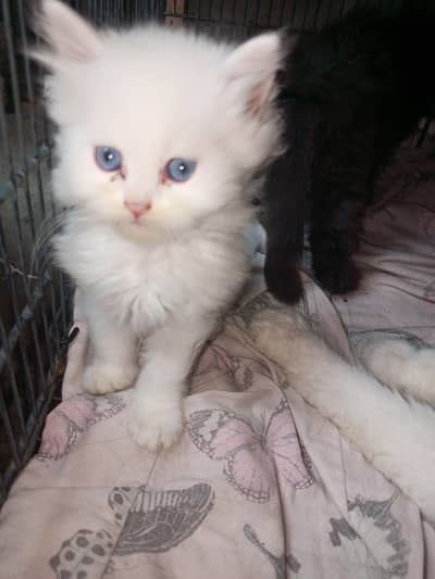 Persian cat