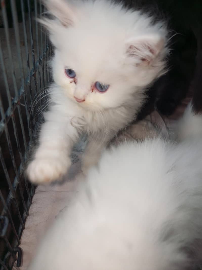 Persian cat 1