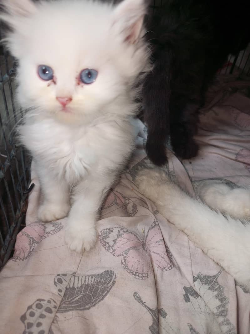 Persian cat 2
