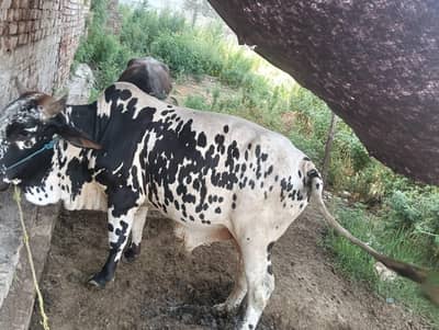 `Qurbani Bull - 2.5 to 3 Year Old Healthy Male | Sialkot`
