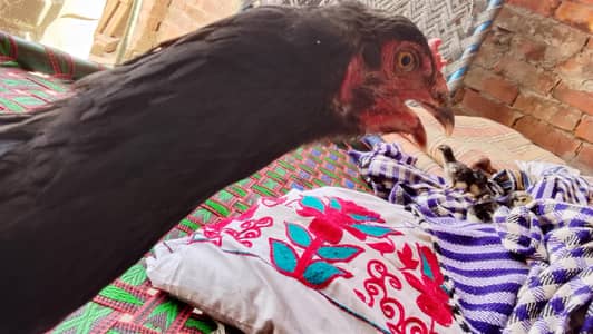 pure aseel urgent sale