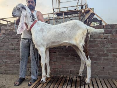 White Bakra 6 dant