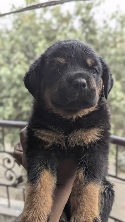 Extreme Quality  Rotwiller Puppies