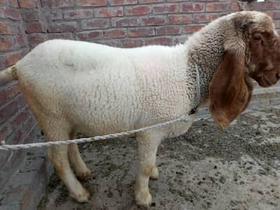3 1chatter for sale