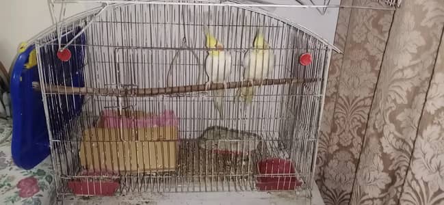 Breeding pair