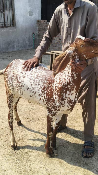 pure dasi makhi cheena bakry
