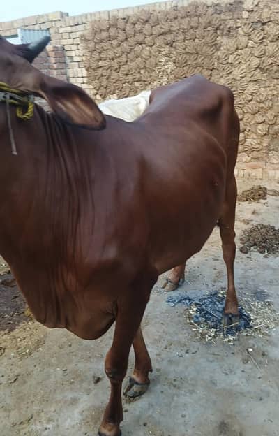 Healthy Red Bull with Calf for Sale