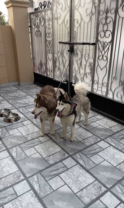 **Pure Siberian Husky Pair & Puppies Available **