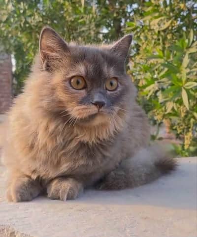 Persian baby cat || 1 month age ||