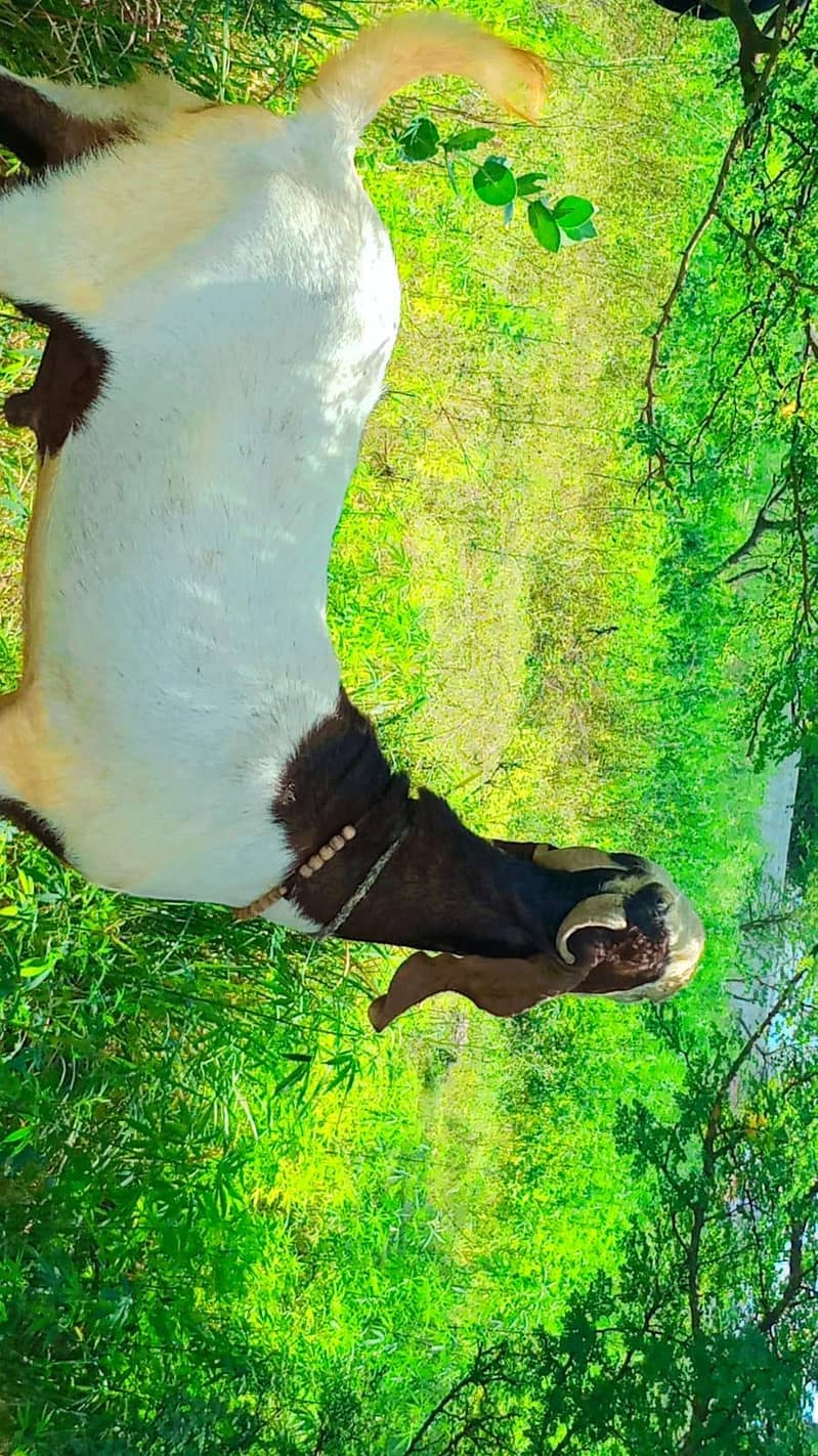 desi bakra 0