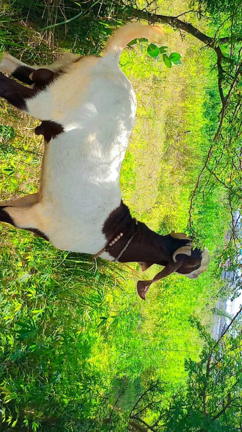desi bakra 1