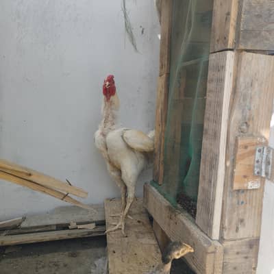 Aseel Rooster for Sale – Healthy & Active Murgha