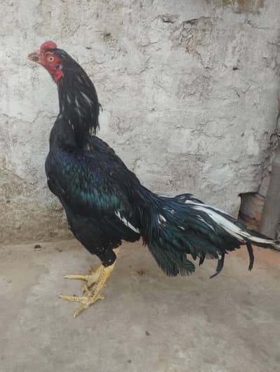 Lasani Aseel Murga 03038868142