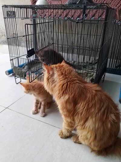 Russian Cat with 2 male kitten