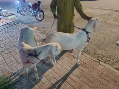 Rajan Puri Bakray (Jorri) Pure Desi Food | Goat | Bakray |