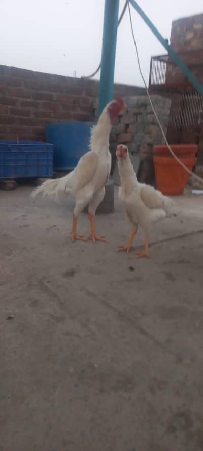 pure white Shamo Europen top quality