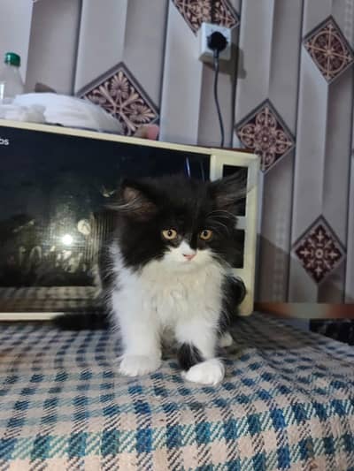 Persian kitten