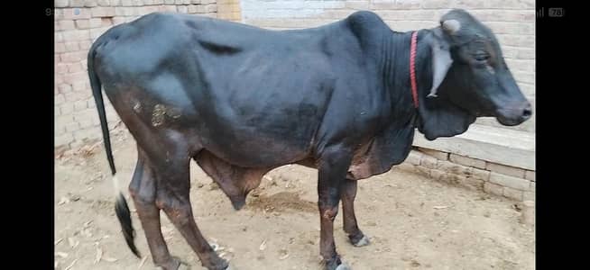 Male Cow For Qurbani  Ghar Ka Pala Huwa desi Vacha