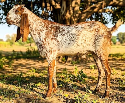 2 Dant Makhi chena bakra for sale in ghazi road