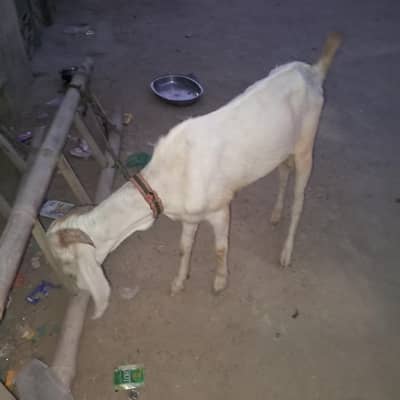 Bakra for sale