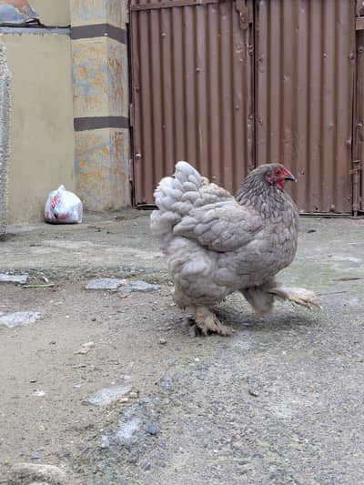 2 Blue and 1 white bhrma quality birds for sale