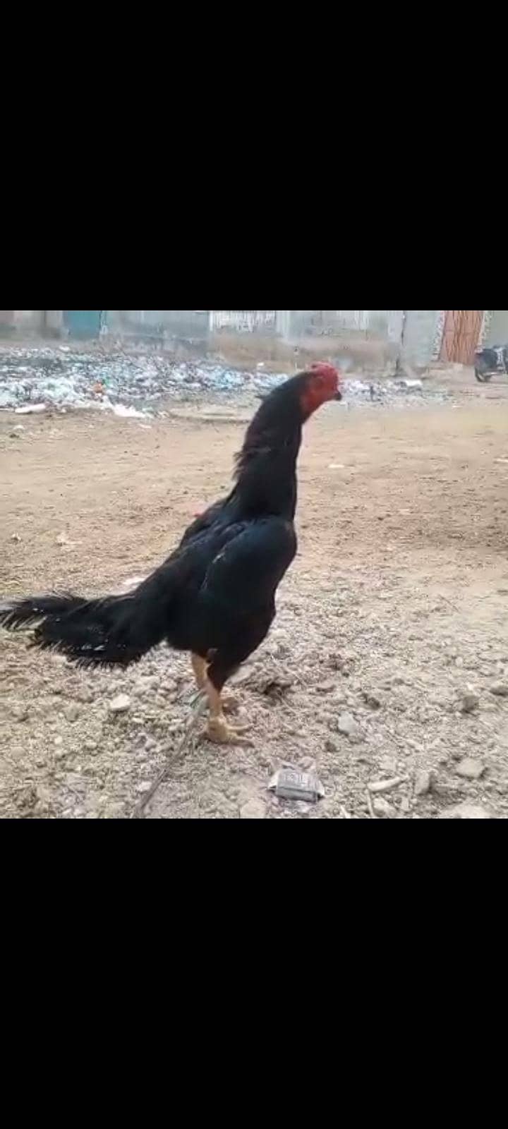 pakoya 0