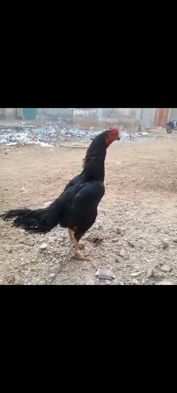 pakoya 1