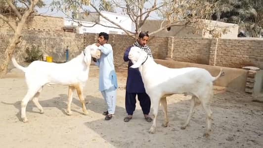 2 Bakre Qurbani ke liye for sale call _03233558634