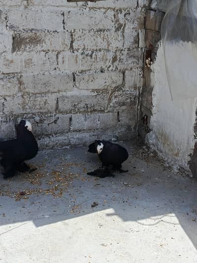 black mukhi pair