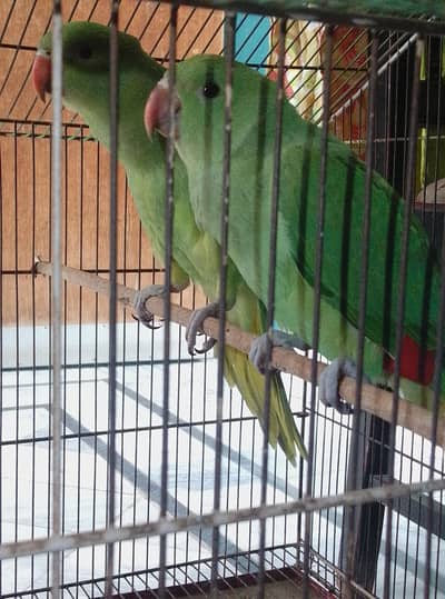 parrot