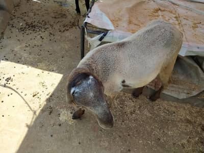 Chatra qurbani k lye available hai