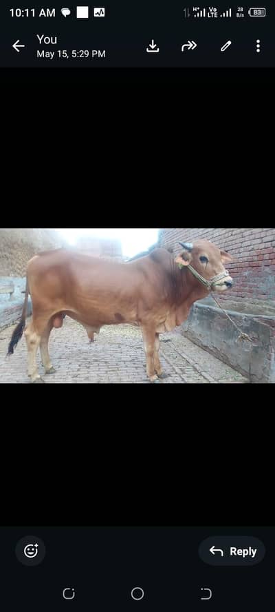 bull heavy weight