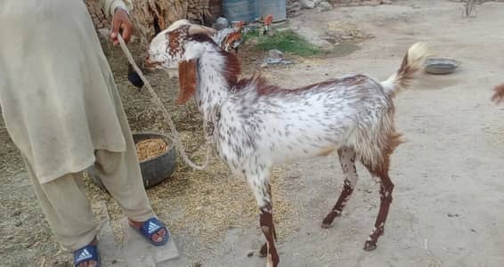 Bakry For Sale