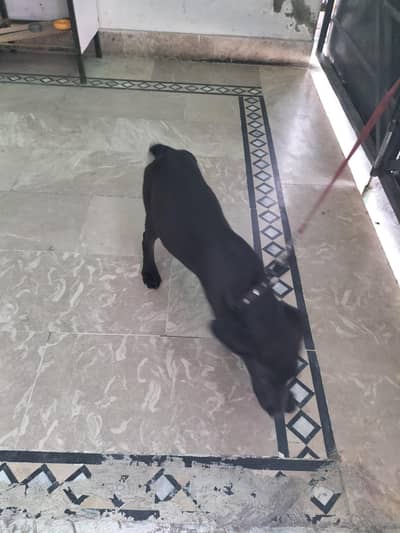 fully active Dog