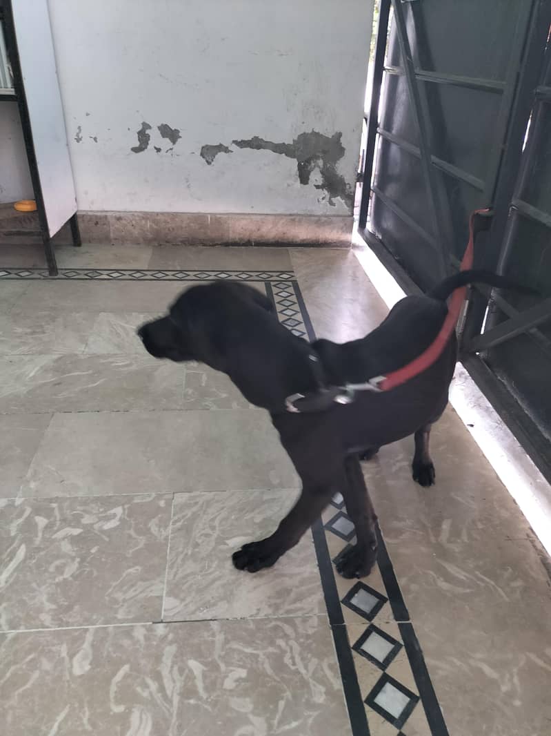 fully active Dog 1