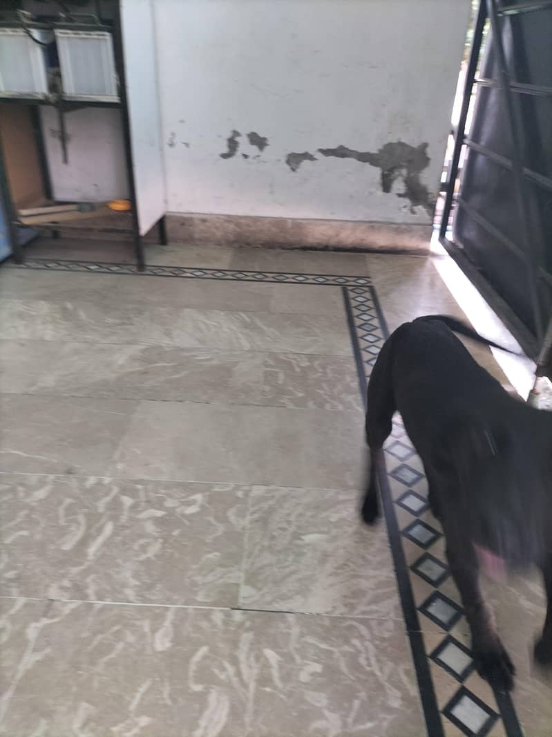 fully active Dog 2