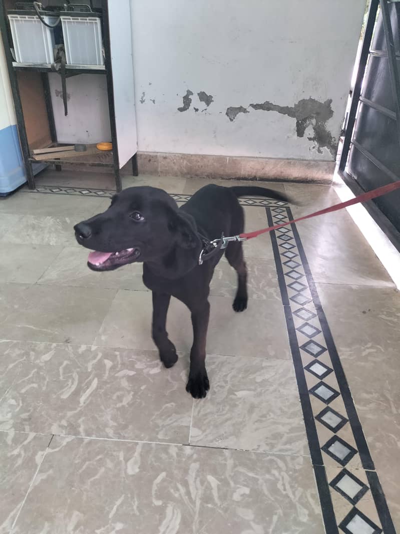 fully active Dog 3