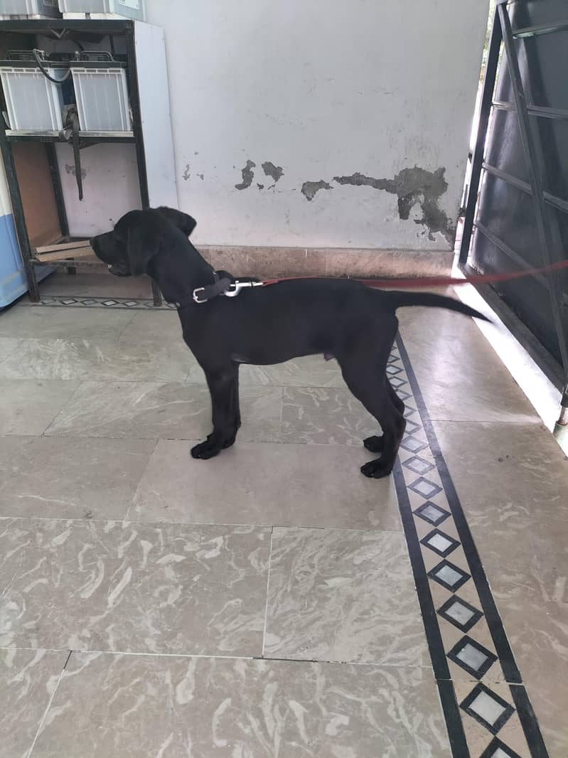 fully active Dog 4