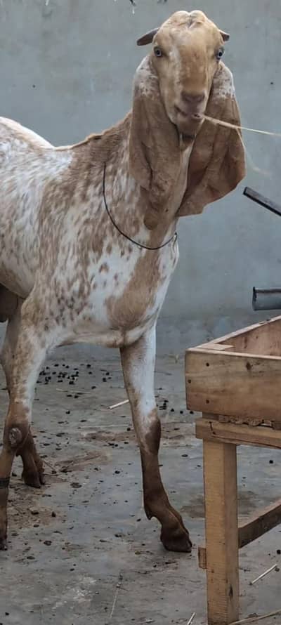 Makhi Cheena| Breeder| 14Month