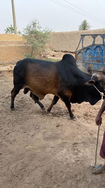 Qurbani k janwar | Bacha | wehra | Qurbani ka janwar | 2 dantt