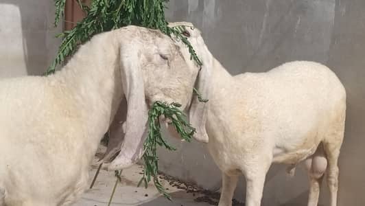 Larkana Gulabi