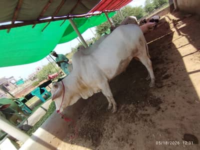 bull pair for sale ready for qurbani