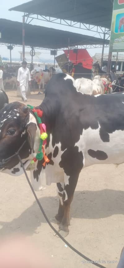 Qurbani k liye Beal