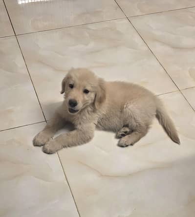 Golden Retriever English Pup/Golden Retriever Pedigree Male Puppy