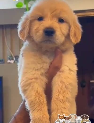 Golden Retriever English Pup/Golden Retriever Pedigree Male Puppy