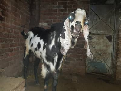 pure pital bakra