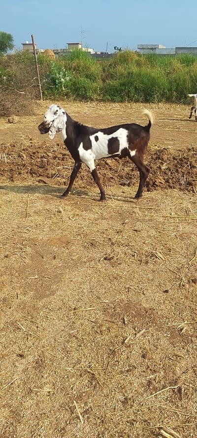 Goat for sale