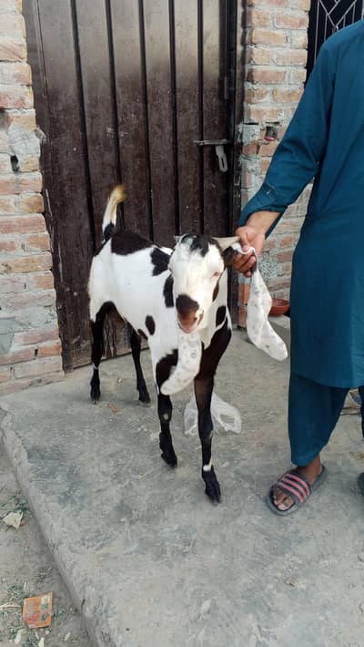 khubsurat Bakra for sale