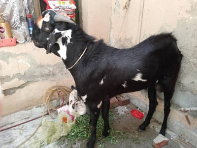2 dant bakray for sale healthy and active mashalllah 03084646410